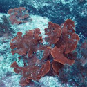 Elkhorn coral