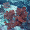 Elkhorn coral