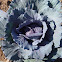 Col lombarda, red cabbage
