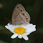 Little Wood Satyr