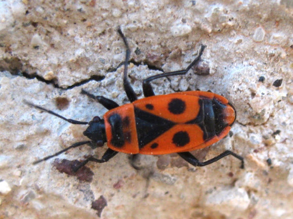 Spotting Image 1