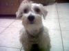 Schnauzer Blanco Busca Novia