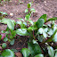 Shasta Daisy? (B1-4)