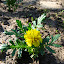 Marigolds