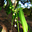 Lily of the Valley