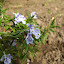 Rosemary