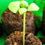 Basil (D)