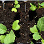 Broccoli 'Marathon F1'