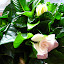 Gardenia (2008)