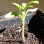 Tomato 'Vitella' (A)
