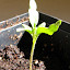 Tomato 'Vitella' (B)