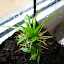 Unknown Rescued Cactus 1