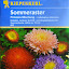 China Aster Seeds