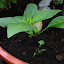Thai Basil 'Siam Queen'