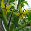 Tomato 'Vitella' (C)