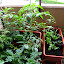 Monkeys Garden's Balcony garden