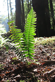 Sword Fern, Polystichum munitum