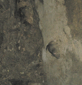 pack rat in silvercrown mine shaft