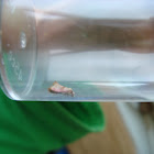 Cochylis roseana