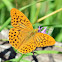 Silver-washed Fritillary