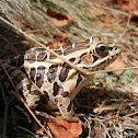 Pickerel Frog