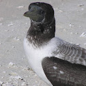 Booby