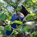 Steller's Jay