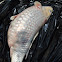 Koi