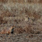 Prairie dog