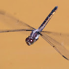 Slaty Skimmer dragonfly (female, oviposition, in flight)