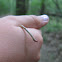 Inchworm