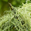 Old Man's Beard