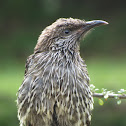Little Wattlebird