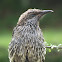 Little Wattlebird