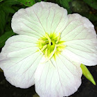 Evening or Showy primrose