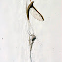 May Fly
