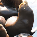 California sea lion