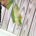 American Dagger Moth