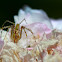 Green linx spider