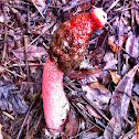 Stink horn