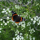 Red Admiral