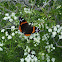Red Admiral