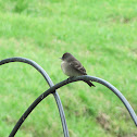 Least Flycatcher