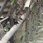 Copper-throated Sunbird