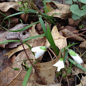 Spring Beauty