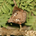Wahlberg's Epauletted Fruit Bat