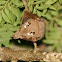 Wahlberg's Epauletted Fruit Bat