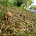 Fairy Ring Mushroom/Weidekringzwam