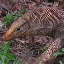 Bengal / Clouded Monitor