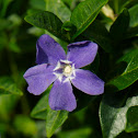 Periwinkle